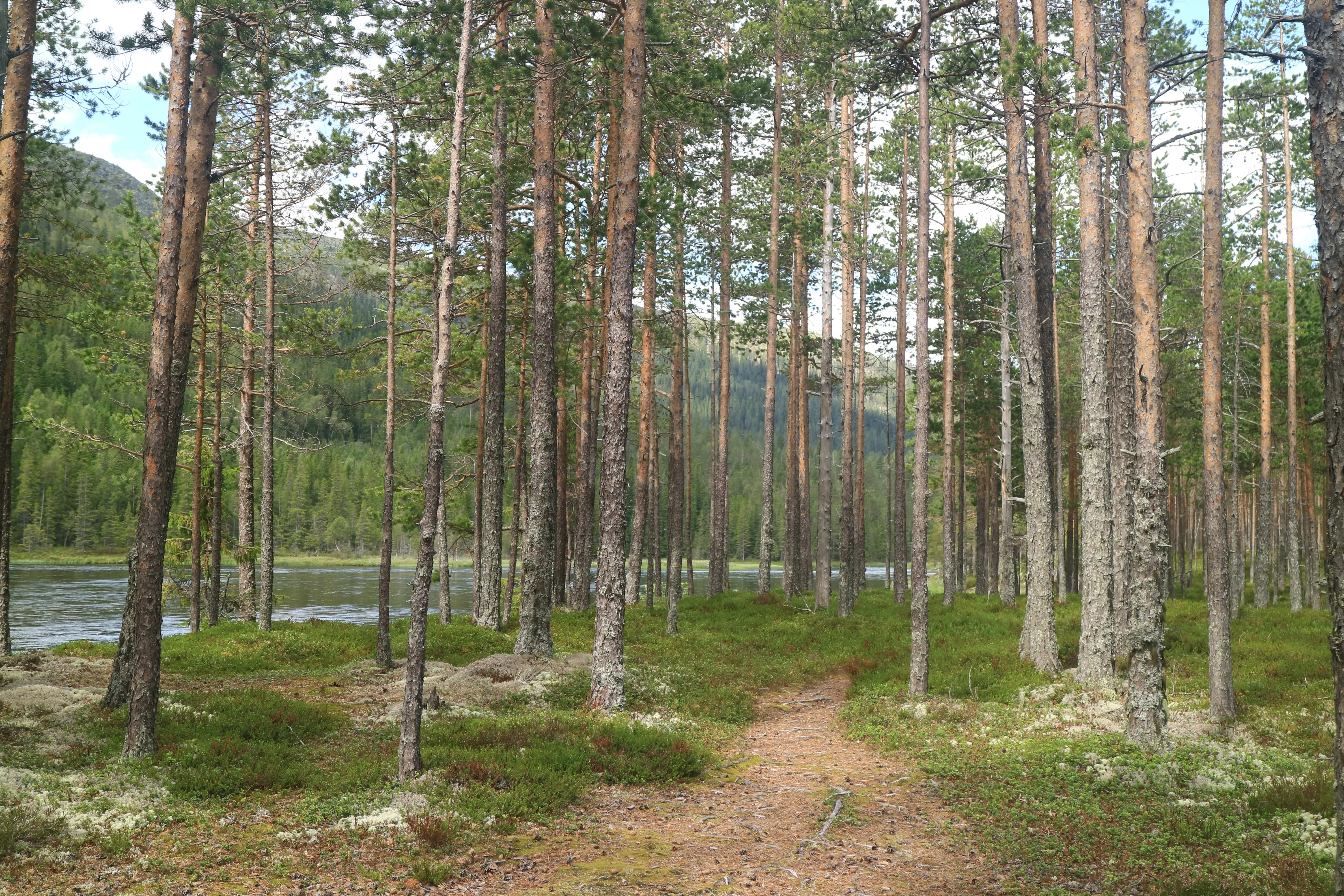 Trysilelva